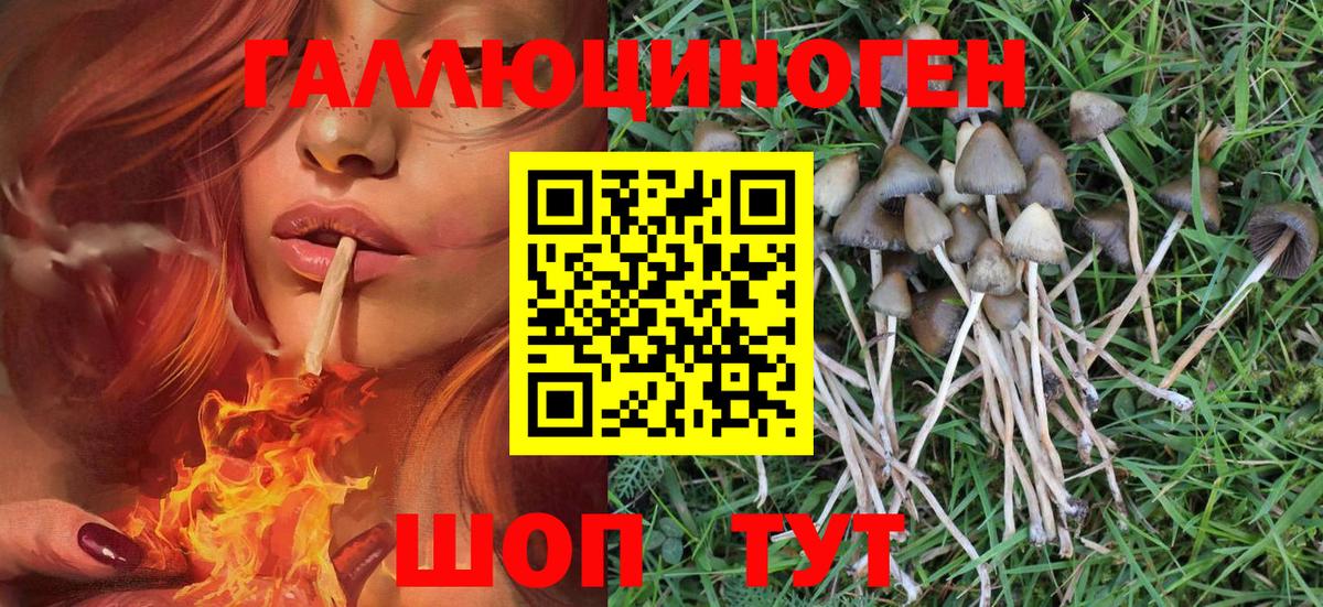 Галлюциногенные грибы Psilocybe  Вход с VPN  Котельники 